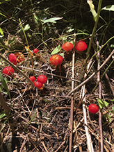 Crimson Waxcap