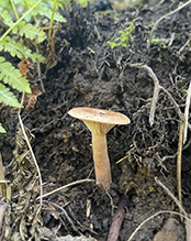 Curry Milkcap