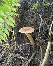 Curry Milkcap