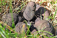 Dead Man’s Fingers