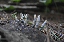 Dead Man’s Fingers