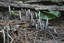 Dead Man’s Fingers