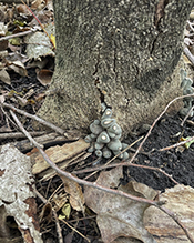 Dead Man’s Fingers