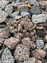 Dead Man’s Fingers