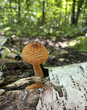 Decorated Pholiota