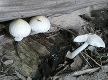 Destructive Pholiota