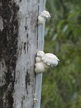 Destructive Pholiota