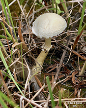 Diminutive Agaricus