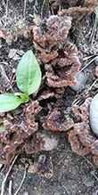 Earthfan