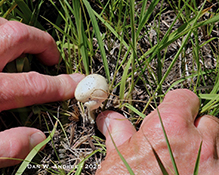 Eastern North American Destroying Angel