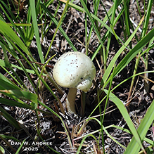 Eastern North American Destroying Angel
