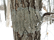 Eastern Speckled Shield Lichen