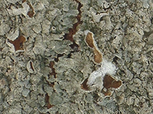 Eastern Speckled Shield Lichen