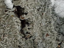 Eastern Speckled Shield Lichen