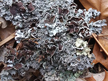 Eastern Speckled Shield Lichen