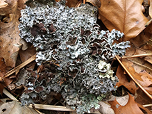 Eastern Speckled Shield Lichen