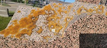 Elegant Sunburst Lichen