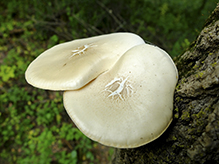 Elm Oyster