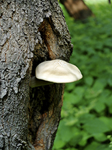 Elm Oyster