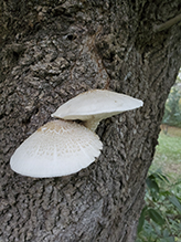 Elm Oyster