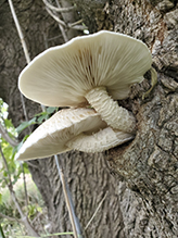 Elm Oyster