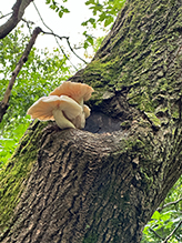 Elm Oyster