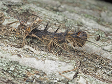 spongy moth infected with entomopathogenic fungus (Entomophaga maimaiga)