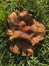 False Chanterelle