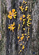 Fan-shaped Jelly Fungus