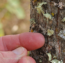 Fan Ramalina