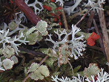 Felt Horn Lichen