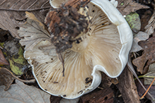 Flowery Blewit