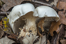 Flowery Blewit