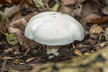 Flowery Blewit