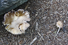 Fried Chicken Mushroom