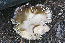 Fried Chicken Mushroom
