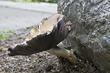 Fried Chicken Mushroom