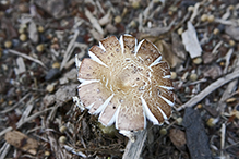 Fried Chicken Mushroom