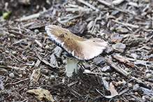 Fried Chicken Mushroom