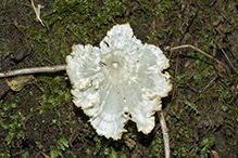 fungus (Cotylidia diaphana)