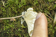 fungus (Cotylidia diaphana)
