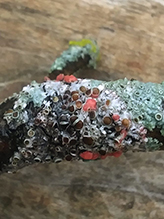 fungus (Illosporiopsis christiansenii) and Star Rosette Lichen fungus (Illosporiopsis christiansenii) and Star Rosette Lichen