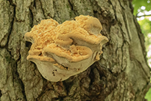 fungus (Inocutis dryophila)