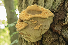 fungus (Inocutis dryophila)