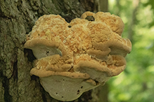 fungus (Inocutis dryophila)