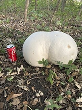Giant Puffball