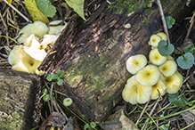 Golden Oyster Mushroom