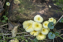 Golden Oyster Mushroom