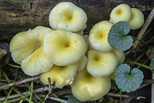 Golden Oyster Mushroom