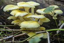 Golden Oyster Mushroom